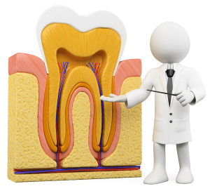 A Brief Overview Of Endodontics